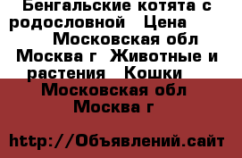 Бенгальские котята с родословной › Цена ­ 45 000 - Московская обл., Москва г. Животные и растения » Кошки   . Московская обл.,Москва г.